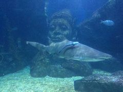 -暹罗海洋世界