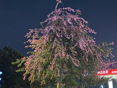 -长洲岛