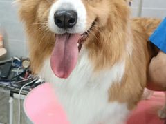 -宠福鑫康馨动物医院·骨科·眼科