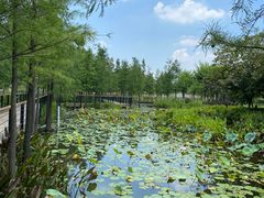 -映月湖公园