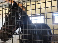 -北京群众马术培训基地