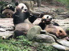 -都江堰中华大熊猫苑
