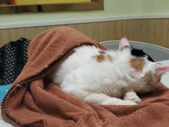 -瑞鹏宠物医院·骨科·猫科·内科(第一中心)