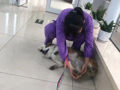 -北京观赏动物医院·24小时大型综合·猫专科·异宠专科