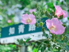 -同里国家湿地公园