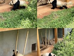 -云南野生动物园