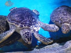 -石家庄市动物园