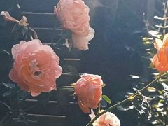 -老房子金沙元年川菜食府·花园餐厅(金沙店)