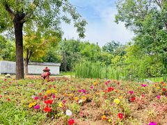 -武清南湖绿博园