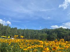 -武陵山森林公园