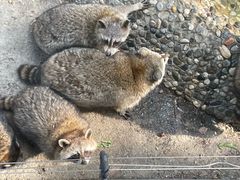 -常州淹城野生动物世界