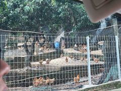 -满記土窑烧鷄波浪山莊