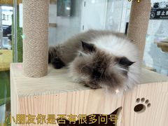 -喵园·猫主题咖啡厅·撸猫·猫咖(国贸店)