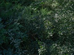 -黄村公园
