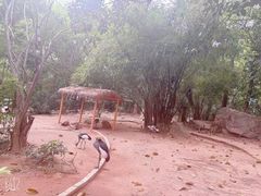 -深圳野生动物园