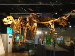 -墨尔本博物馆(Melbourne Museum)