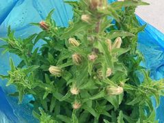 -龙大花卉苗木市场