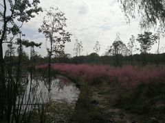 -昆山城市生态森林公园