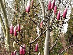 -桃花堤公园