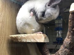 -藦茜花园宠物主题亲子互动体验馆(国顺东路店)