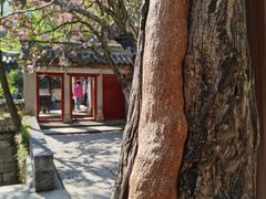 -青岛崂山太清宫