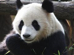 -都江堰中华大熊猫苑