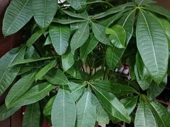 -裕和堂中医推拿艾灸(太古汇臻品店)