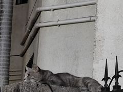 -猫岛主趣味餐厅(鼓浪屿店)
