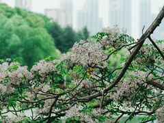 -月湖风景区