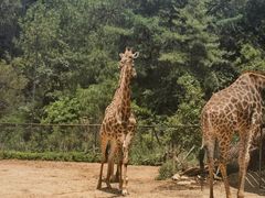 -云南野生动物园