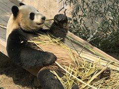 -上海野生动物园