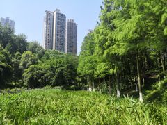 -重庆彩云湖湿地公园