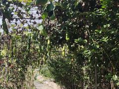 -崂山水果园农家宴(泉水鸡店)