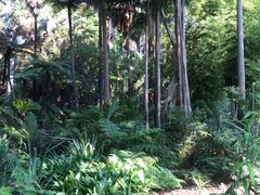 -墨尔本皇家植物园