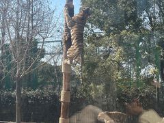 -上海野生动物园老虎餐厅