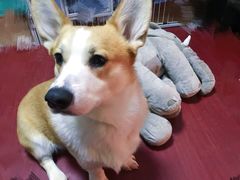 -多乐狗狗宠物训练工作室
