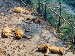 -大连森林动物园