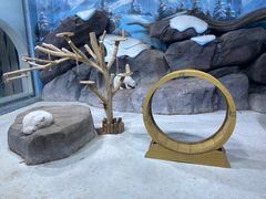 -海合安青岛极地海洋公园