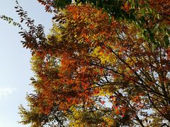 -上海海湾国家森林公园