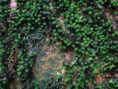 -西岭雪山大飞水景区