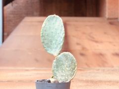 -大酉·M Coffee(北京美术馆店)