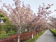 -高东镇樱花园