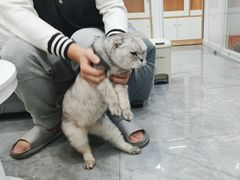 -爱洗澡的猫(天河路店)