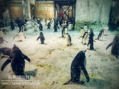 -大连圣亚海洋世界