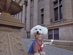 -超宠爱宠物摄影-Super pet