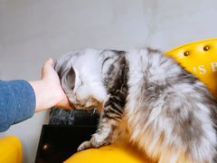 -十年猫舍·猫咪专门店(普陀店)