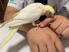 -瑞派·关忠动物医院·异宠专科·犬猫肿瘤·皮肤专科(望京店)