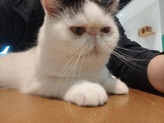 -藏猫猫咖啡主题馆(中央大道店)