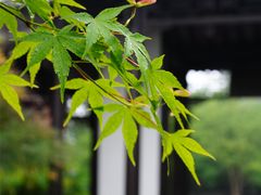 -扬州市茱萸湾风景区