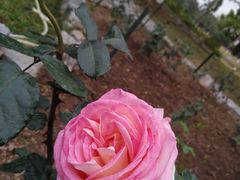 -东莞植物园
